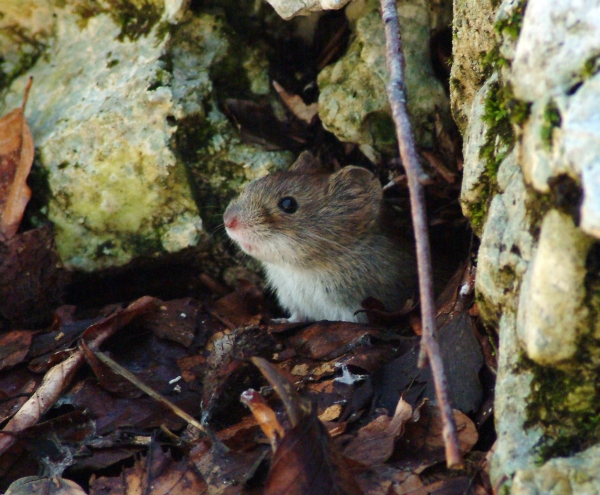 Piccolo roditore. Arvicola rossastra